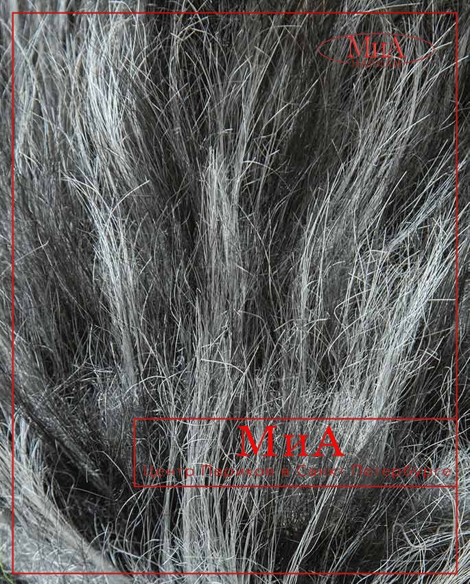 81145 (P 101 A/P 68)